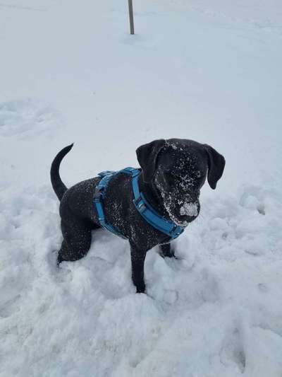 Labradorfans-Beitrag-Bild