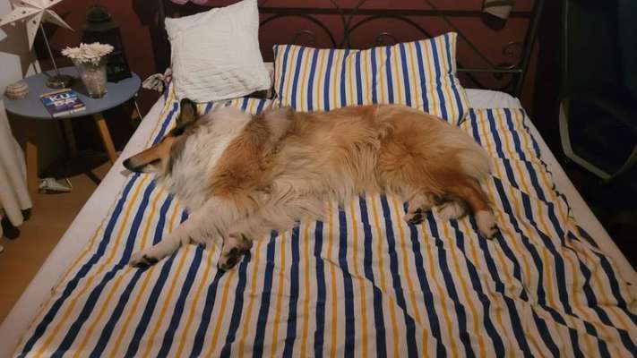 Darf der Hund bei Euch im Bett schlafen?-Beitrag-Bild