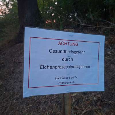 Giftköder-Eichenprozessionsspinner-Bild