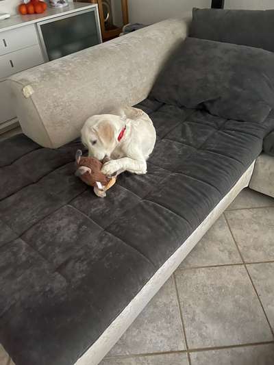 Wo sind die Golden Retriever Liebhaber?-Beitrag-Bild