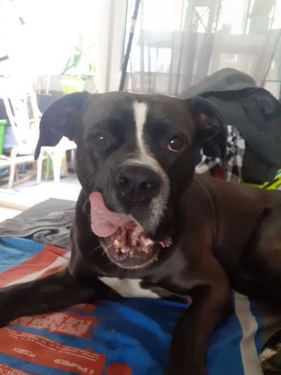 Wo sind meine AMERICAN BULLDOGS?-Beitrag-Bild