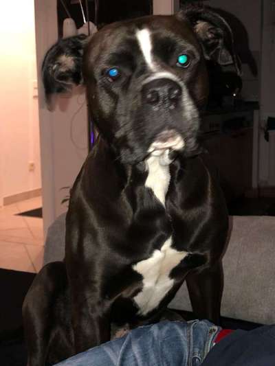 Wo sind meine AMERICAN BULLDOGS?-Beitrag-Bild