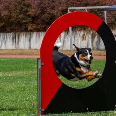 Hundetreffen-Hundesport in Hörstel-Bild