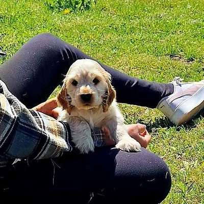 Hundetreffen-Gemeinsame Spaziergänge, wandern,  spielen.-Bild