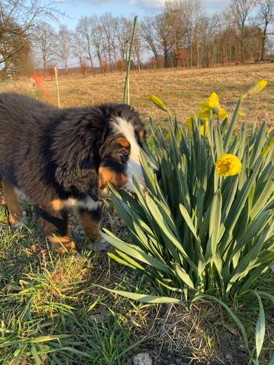 Die Dogorama Monats Challenge "Es grünt und blüht"-Beitrag-Bild