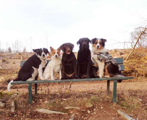 Hundetreffen-Spazier- und Spielerunde-Bild