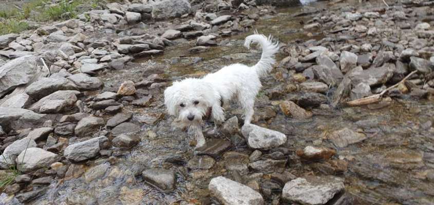 Dogorama-Monats-Challenge-Mai "Wasser"-Beitrag-Bild