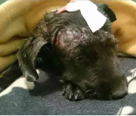 TierschutzhundeStammtisch🐕-Beitrag-Bild