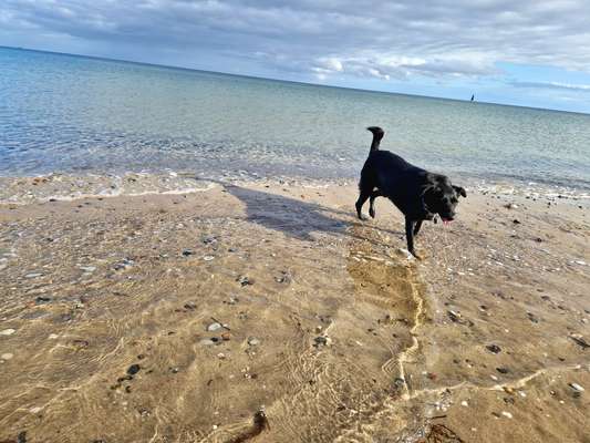 Mischlingshunde Foto Aufruf-Beitrag-Bild