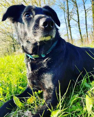 TierschutzhundeStammtisch🐕-Beitrag-Bild