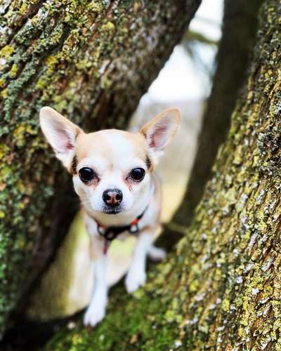 Mischlingshunde Foto Aufruf-Beitrag-Bild