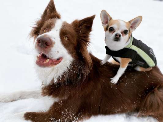 Mehrhundehaltung-Beitrag-Bild