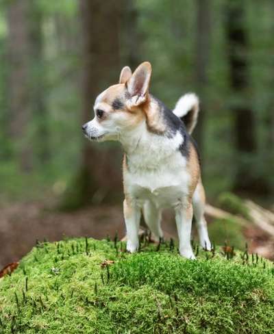 Mischlingshunde Foto Aufruf-Beitrag-Bild