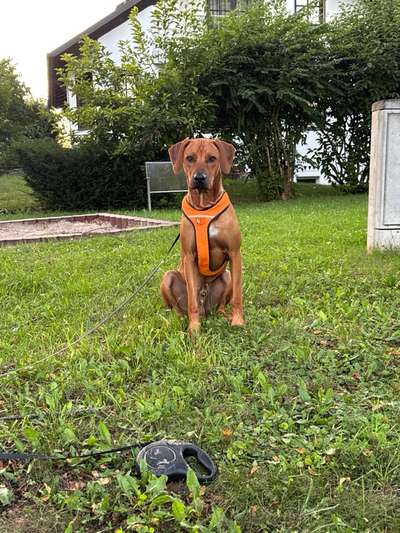 Hundetreffen-Junger ridgeback sucht spiel Buddy-Bild