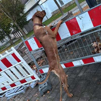 Hundetreffen-Suche Spiel oder auch gassi Freunde-Bild