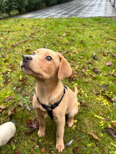 Welpen Bilder !-Beitrag-Bild