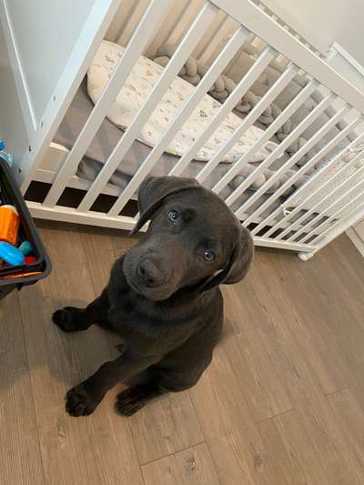 Welpen Bilder !-Beitrag-Bild