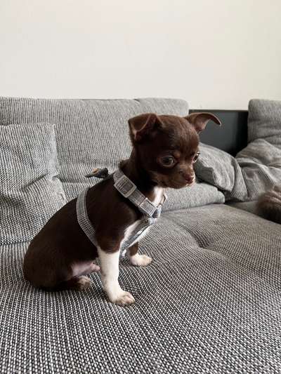 Welpen Bilder !-Beitrag-Bild