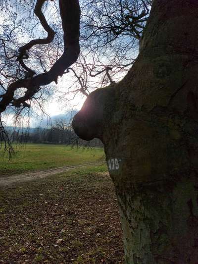 Bäume mit Gesicht-Beitrag-Bild