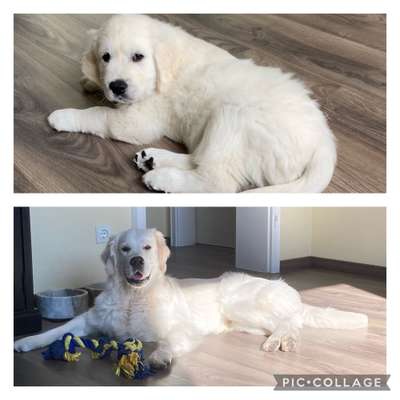 Golden Retriever-Beitrag-Bild