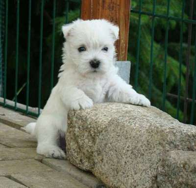 Welpen Bilder !-Beitrag-Bild