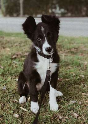 Welpen Bilder !-Beitrag-Bild