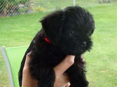 Welpen Bilder !-Beitrag-Bild