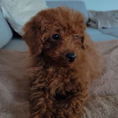 Hundetreffen-Welpentreffen oder gemeinsame Spaziergänge in Friedrichsdorf und Umgebung-Bild