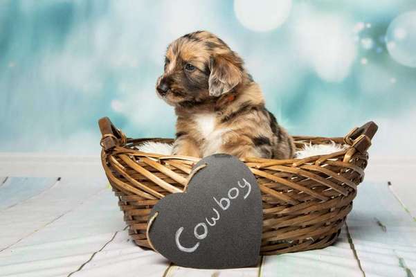 Welpen Bilder !-Beitrag-Bild