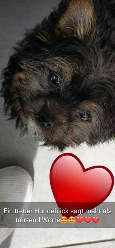 Welpen Bilder !-Beitrag-Bild