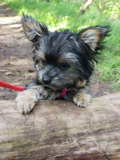 yorkshire Terrier austausch-Beitrag-Bild