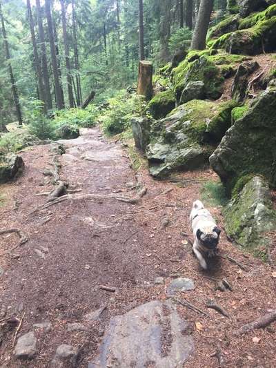 Brachycephale Hunderassen-Beitrag-Bild