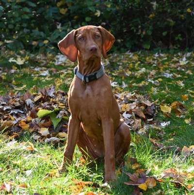 Hundetreffen-Gemeinsame Spaziergänge-Bild