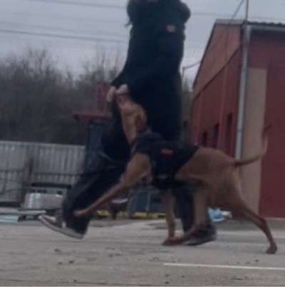 Hundetreffen-gemeinsames training/ evtl. hundekontakt-Bild