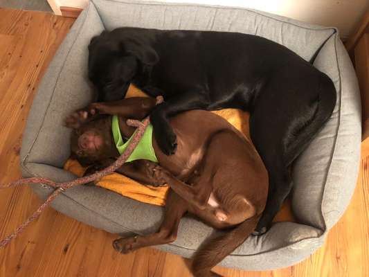 Zeigt mir die lustigsten Schlafpositionen eurer Fellnasen-Beitrag-Bild