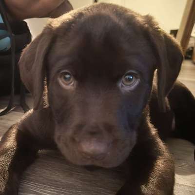 Hundetreffen-Suchen Kontakt zu anderen Quatsch Köpfe