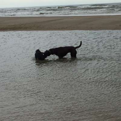 Dogorama-Monats-Challenge-Mai "Wasser"-Beitrag-Bild