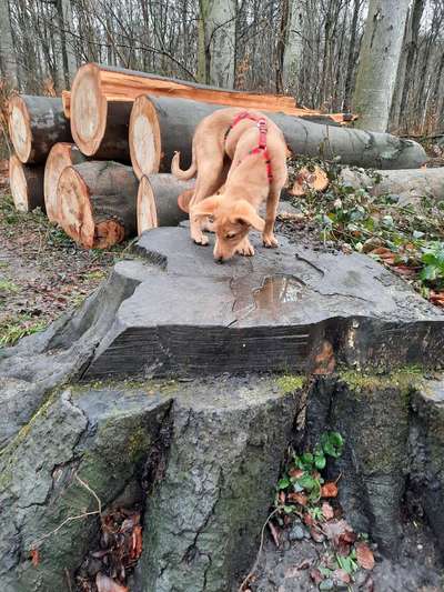 Hunde vom Tierschutzverein 🐕♥️-Beitrag-Bild