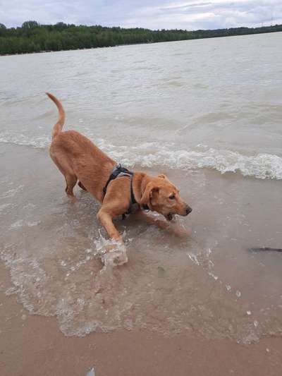 Dogorama-Monats-Challenge-Mai "Wasser"-Beitrag-Bild