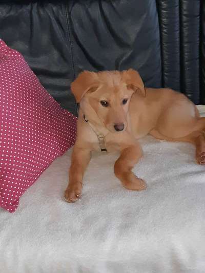 Als Welpen sind sie alle noch süßer-Beitrag-Bild