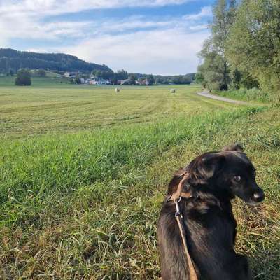 Hundetreffen-Suche nach Gassi-Buddies 🐶-Bild