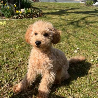 Hundetreffen-Gassi-Runde & nette Leute-Bild
