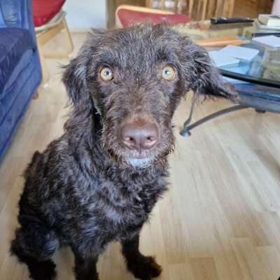 Hundetreffen-Spaziergang-Bild