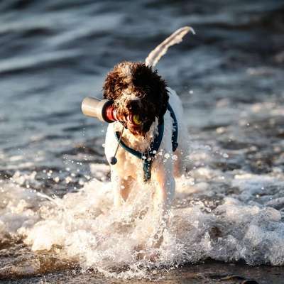 Hundetreffen-Treffen Mittelgroße Hunde