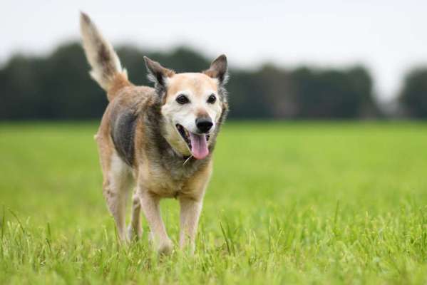 Die Dogorama Kalender Challenge Titelbild-Beitrag-Bild