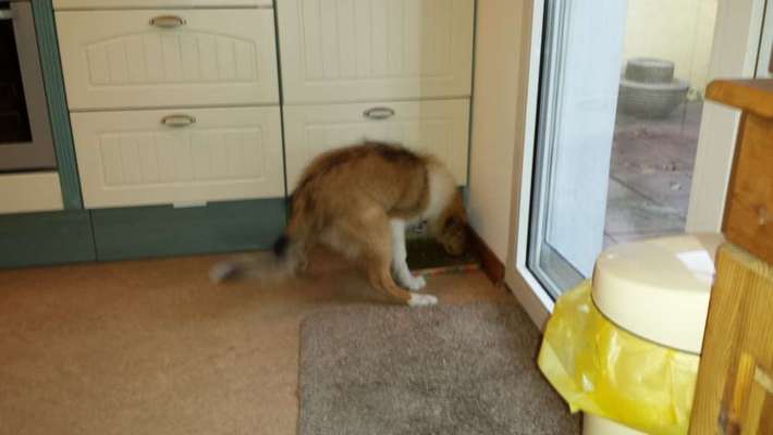 Beim fressen liegen-Beitrag-Bild