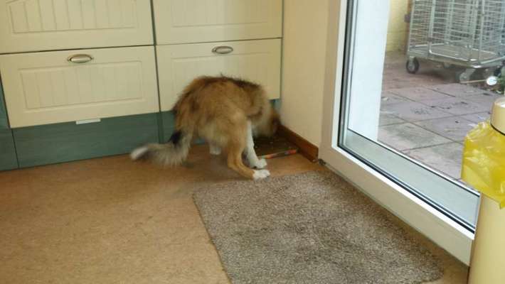 Beim fressen liegen-Beitrag-Bild