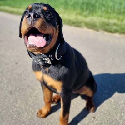 Hundetreffen-🐕🐶Gassi Freunde gesucht 🐶🐕-Bild