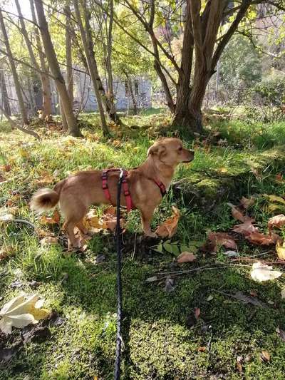 Hundetreffen-Welpentreff in leutenberg-Bild