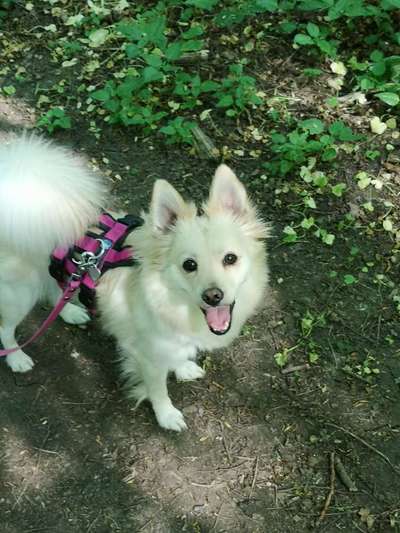 Welche Hunderasse-Beitrag-Bild